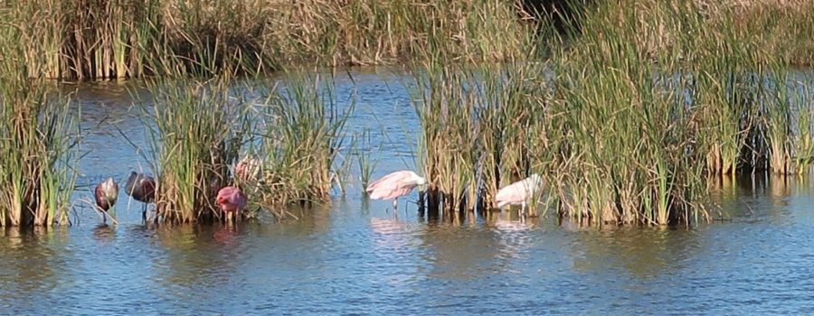 Exploring the Rio Grande Valley