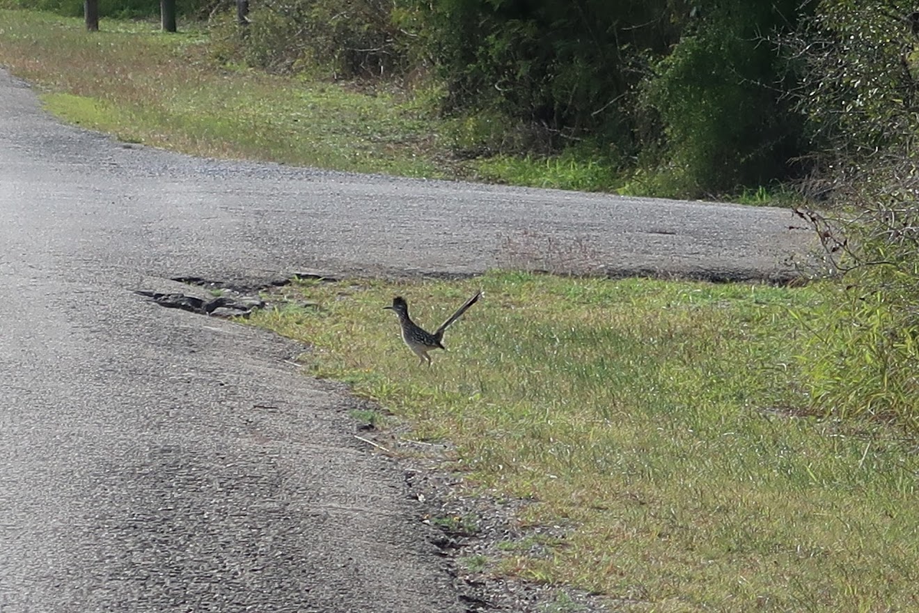 Road Runner Drive Away