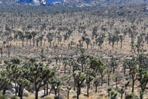 Joshua Tree National Park