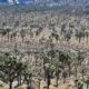 Joshua Tree National Park