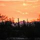 Picacho Peak State Park & Quartzsite, Arizona