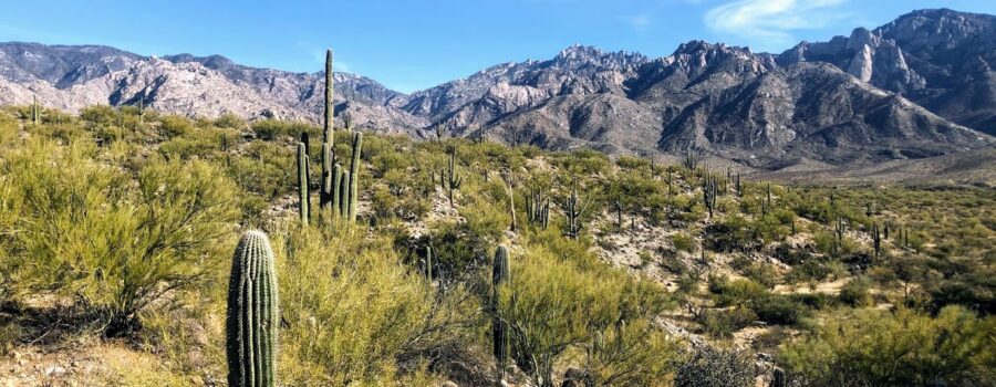 Saguaro National Park & Catalina State Parks