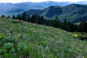 Magnificent Montana