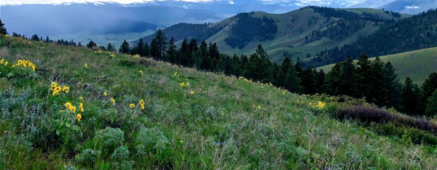 Magnificent Montana