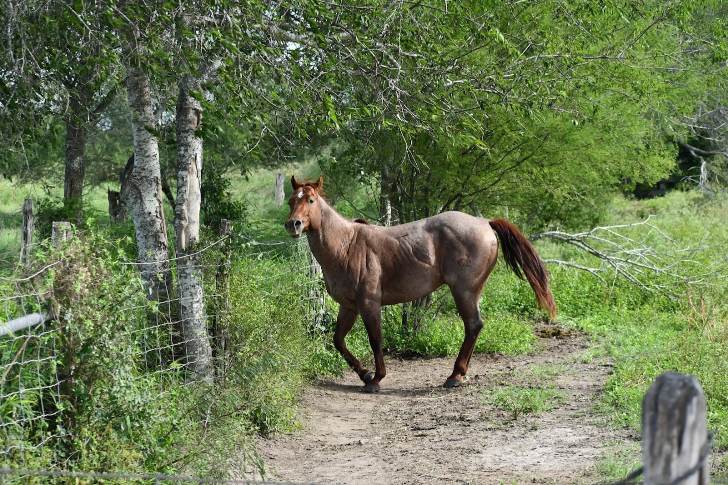 King RANCH HORSE Roamin' with the Romes